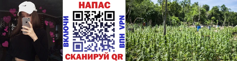 купить наркоту  сайты даркнета какой сайт  Шишки марихуана LSD WEED  Дальнереченск 